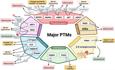 Post-Translational Modifications in Atopic Dermatitis: Current Research and Clinical Relevance